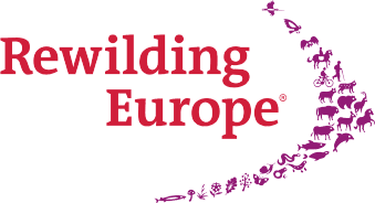 rewilsing europe