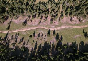 gestión forestal en Alinyà