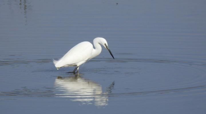 Las aves del Delta del Ebro