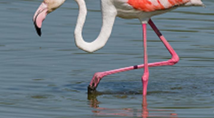 La visita de los flamencos