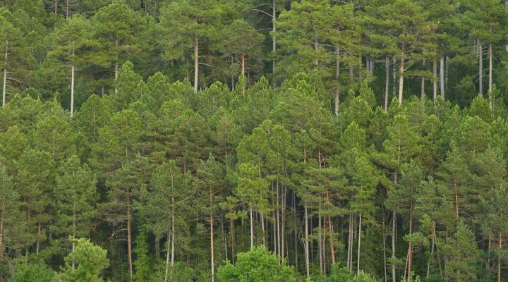 bosques de futuro