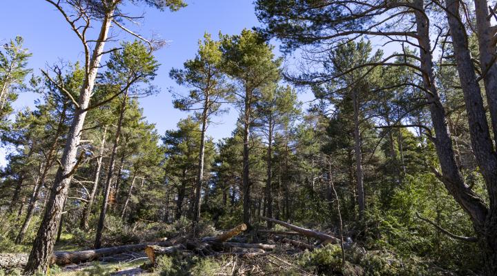 gestió forestal fundació catalunya la pedrera