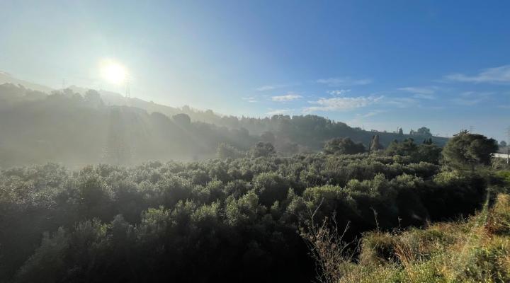 feixes oliveres sant just desvern