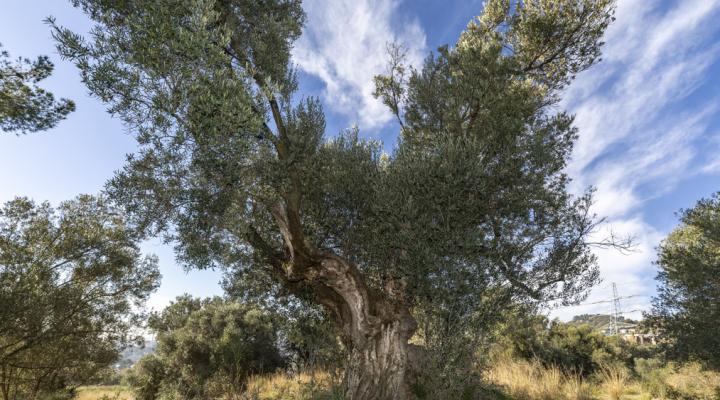 olive tree in Collserola