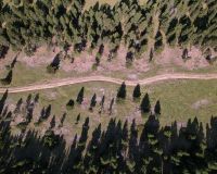 gestión forestal en Alinyà