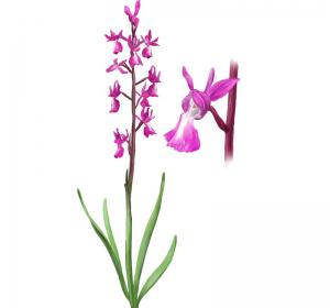 Orquídias