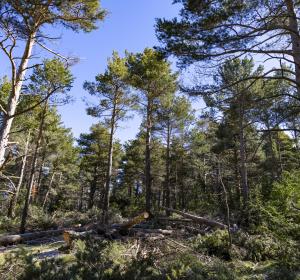 gestió forestal fundació catalunya la pedrera